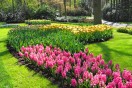 pink hyacinths and yellow tulips in a botanical garden